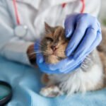 Ветеринарная клиника VetCityPets